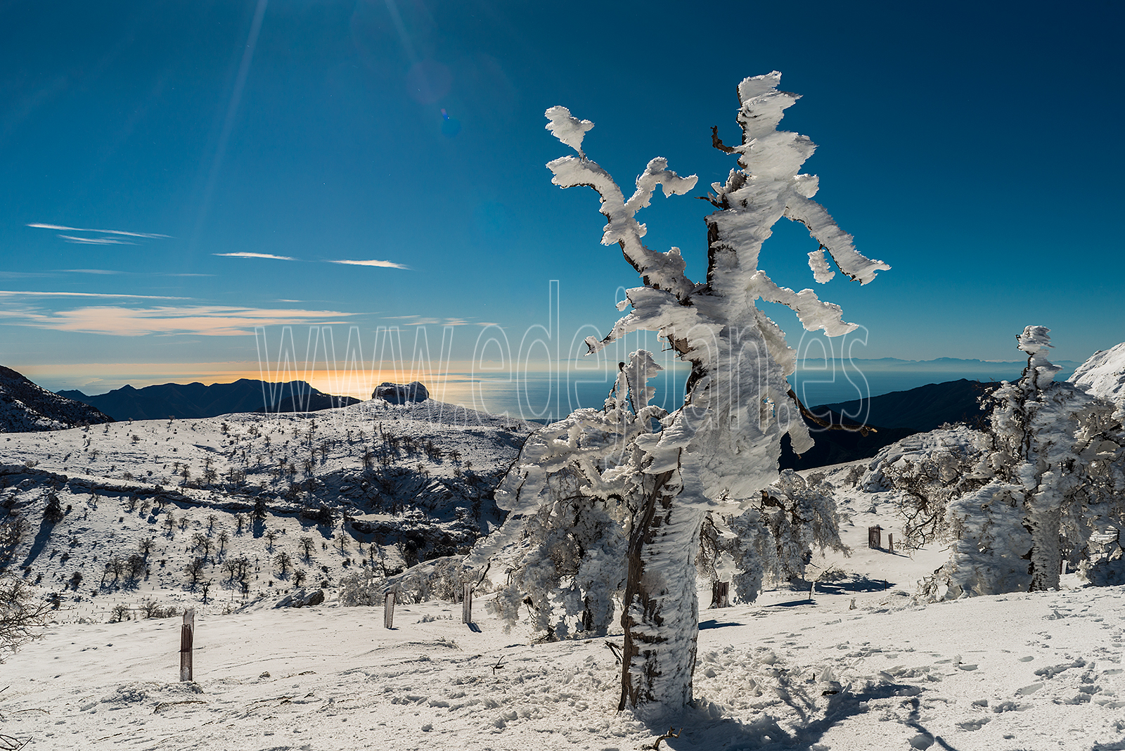 Sierra de las nieves de Ronda, con hielos sobre los troncos, con las costa del sol al fondo