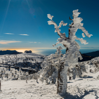 Sierra de las nieves de Ronda, con hielos sobre los troncos, con las costa del sol al fondo
