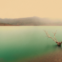 Fotografía del Pantano de Zahara de la Sierra, una orilla con un árbol seco.